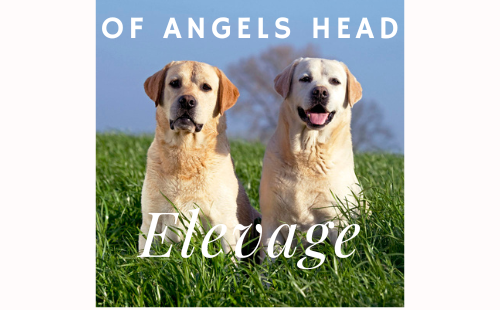 Elevage de Labrador Retriever Of Angel's Head